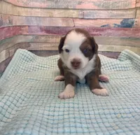 Toy Mini Red Tri Baby Boy Friday, a male Miniature Australian Shepherd for sale in Quartzsite, AZ – 3 of 7