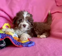 Coming Soon Toy Mini All Colors , a  Miniature Aussiedoodle for sale in Quartzsite, AZ – Photo 9 of 10