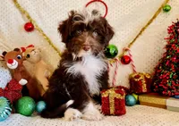 Coming Soon Toy Mini All Colors , a  Miniature Aussiedoodle for sale in Quartzsite, AZ – Photo 5 of 10