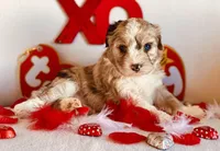 Coming Soon Toy Mini All Colors , a  Miniature Aussiedoodle for sale in Quartzsite, AZ – Photo 6 of 10