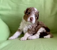 Coming Soon Toy Mini All Colors , a  Miniature Aussiedoodle for sale in Quartzsite, AZ – Photo 8 of 10