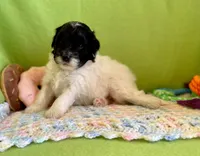 Coming Soon Toy Mini All Colors , a  Miniature Aussiedoodle for sale in Quartzsite, AZ – Photo 3 of 10