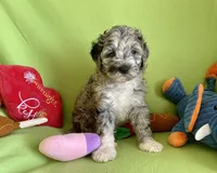 Coming Soon Toy Mini All Colors , a  Miniature Aussiedoodle for sale in Quartzsite, AZ – Photo 10 of 10