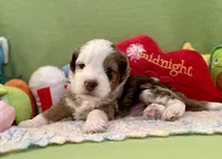 Coming Soon Toy Mini All Colors , a  Miniature Aussiedoodle for sale in Quartzsite, AZ – Photo 7 of 10