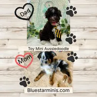 Coming Soon Toy Mini All Colors , a  Miniature Aussiedoodle for sale in Quartzsite, AZ – Photo 1 of 10