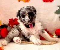 Coming Soon Toy Mini All Colors , a  Miniature Aussiedoodle for sale in Quartzsite, AZ – Photo 2 of 10