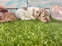 Miniature F2B Red Merle Parti , a male Poodle - Miniature  and Miniature Aussiedoodle for sale in Quartzsite, AZ – 2 of 6