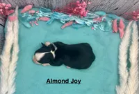 Toy Mini Black Tri Almond Joy, a female Miniature Australian Shepherd for sale in Quartzsite, AZ – 4 of 5