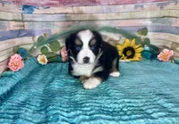 Toy Mini Gorgeous Tri Sweet Tamale , a female Miniature Australian Shepherd for sale in Quartzsite, AZ – 8 of 10