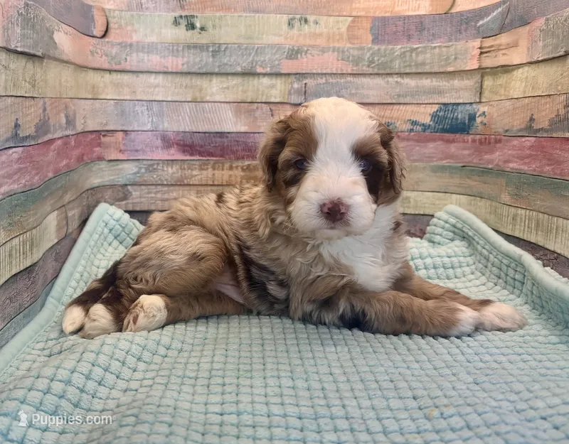 F1 Red Merle  – Aussiedoodle puppy for sale in Quartzsite, AZ