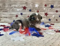 F1 Toy Mini Blue Merle Stunning , a male Miniature Aussiedoodle for sale in Quartzsite, AZ – 4 of 10