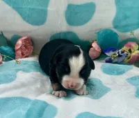 Toy Mini Tamale Gorgeous , a female Miniature Australian Shepherd for sale in Quartzsite, AZ – 6 of 10