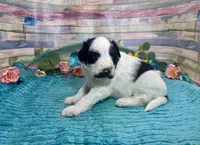 Mini F2B Black White Parti Stunning , a male Aussiedoodle for sale in Quartzsite, AZ – 7 of 10