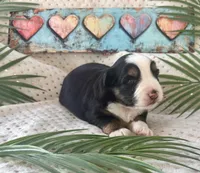 Toy Mini Tri with lots of Copper Sweet Tamale , a female Toy Australian Shepherd for sale in Quartzsite, AZ – 4 of 10