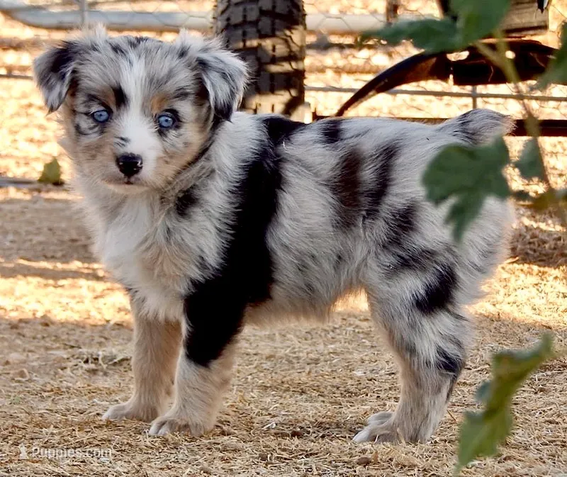 Coming Soon Toy Mini All Colors  – Toy Australian Shepherd puppy for sale in Quartzsite, AZ