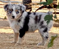 Coming Soon Toy Mini All Colors , a  Toy Australian Shepherd for sale in Quartzsite, AZ – 1 of 10