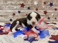 F1 Toy Mini Red Tri Tuxedo , a male Miniature Aussiedoodle for sale in Quartzsite, AZ – 9 of 10
