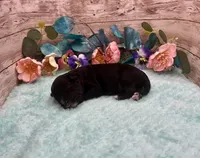 Toy Mini F1 Black and White Tuxedo Tempe, a female Miniature Aussiedoodle for sale in Quartzsite, AZ – 3 of 5
