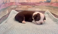 Toy Mini Red Tri Saturday, a male Miniature Australian Shepherd for sale in Quartzsite, AZ – 2 of 7