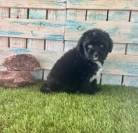 Toy Mini F1 Tuxedo Bi Tempe Blue Eyes, a female Miniature Aussiedoodle for sale in Quartzsite, AZ – 5 of 10
