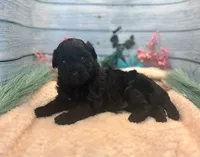 F1 Toy Mini Rare Solid Black Mesa , a female Miniature Aussiedoodle for sale in Quartzsite, AZ – 3 of 10