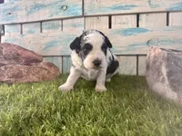 F2B Miniature Black and White Parti , a male Poodle - Miniature  and Miniature Aussiedoodle for sale in Quartzsite, AZ – 3 of 7