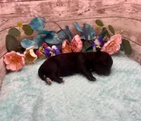 Toy Mini F1 Black and White Tuxedo Tempe, a female Miniature Aussiedoodle for sale in Quartzsite, AZ – 1 of 5