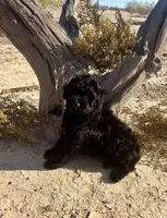 F1 Toy Mini Beautiful Black , a female Aussiedoodle for sale in Quartzsite, AZ – 6 of 7