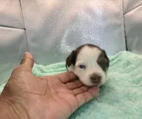 Toy Red Tri Blue Eyes , a male Toy Australian Shepherd for sale in Quartzsite, AZ – 6 of 7