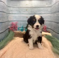 Toy Mini Blue Eyes Black Tri Almond Joy, a female Miniature Australian Shepherd for sale in Quartzsite, AZ – 8 of 9