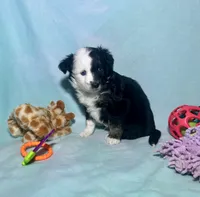Toy Mini F1 Split Face Stunning , a male Miniature Aussiedoodle for sale in Quartzsite, AZ – 7 of 8
