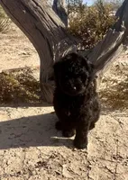 F1 Toy Mini Beautiful Black , a female Aussiedoodle for sale in Quartzsite, AZ – 3 of 7