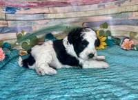 F2B Miniature Black White Parti Stunning, a male Aussiedoodle for sale in Quartzsite, AZ – 9 of 10