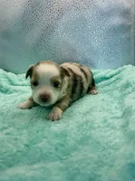 Toy Red Merle Blue Eyes, a female Toy Australian Shepherd for sale in Quartzsite, AZ – 6 of 6