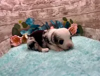 Toy Mini Blue Merle Baby Ruth Blue Eyes, a female Miniature Australian Shepherd for sale in Quartzsite, AZ – 6 of 10
