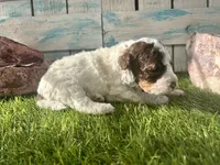 Toy Mini F2B Red Tri Parti, a male Poodle - Miniature  and Miniature Aussiedoodle for sale in Quartzsite, AZ – 4 of 7