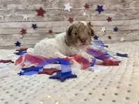 Miniature F2B Red Merle Parti, a male Aussiedoodle for sale in Quartzsite, AZ – 8 of 10