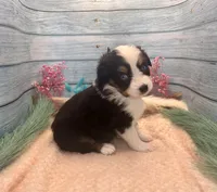 Toy Mini Blue Eyes Black Tri Almond Joy, a female Miniature Australian Shepherd for sale in Quartzsite, AZ – 9 of 9