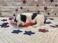 Mini F2B Black White Parti , a male Aussiedoodle for sale in Quartzsite, AZ – 5 of 9
