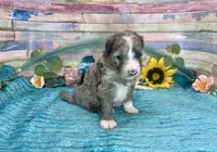 F2B Small Miniature Blue Merle, a male Aussiedoodle for sale in Quartzsite, AZ – 6 of 10