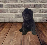 Beautiful F1 Black , a female Aussiedoodle for sale in Quartzsite, AZ – 5 of 7