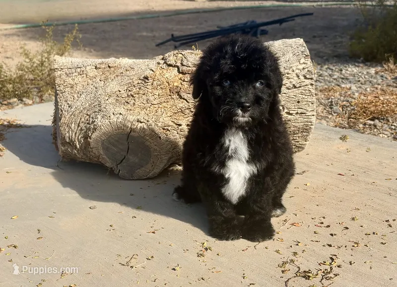 F1 Black and White Tuxedo Bi  – Aussiedoodle puppy for sale in Quartzsite, AZ