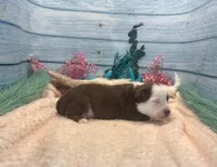 Toy Mini Red Tri Friday, a male Miniature Australian Shepherd for sale in Quartzsite, AZ – 2 of 5