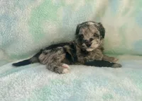 Toy Mini F2B Blue Merle Gorgeous , a female Poodle - Miniature  and Miniature Aussiedoodle for sale in Quartzsite, AZ – 5 of 5