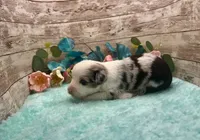 Toy Mini Blue Merle Baby Ruth Blue Eyes, a female Miniature Australian Shepherd for sale in Quartzsite, AZ – 7 of 10