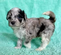 F2B Toy Mini Coming Soon All Colors, a  Miniature Aussiedoodle for sale in Quartzsite, AZ – 8 of 10