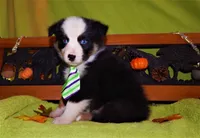 Coming Soon Expecting All Colors , a  Miniature Australian Shepherd and Miniature American Shepherd for sale in Quartzsite, AZ – 6 of 10