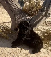 F1 Toy Mini Beautiful Black , a female Aussiedoodle for sale in Quartzsite, AZ – 2 of 7