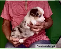 Toy Blue Merle Blue Eyes, a female Toy Australian Shepherd for sale in Quartzsite, AZ – 6 of 8