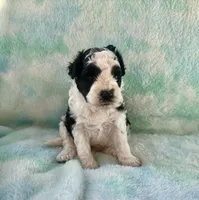 F2B Mini Black and White Parti Bi , a male Poodle - Miniature  and Miniature Aussiedoodle for sale in Quartzsite, AZ – 6 of 8